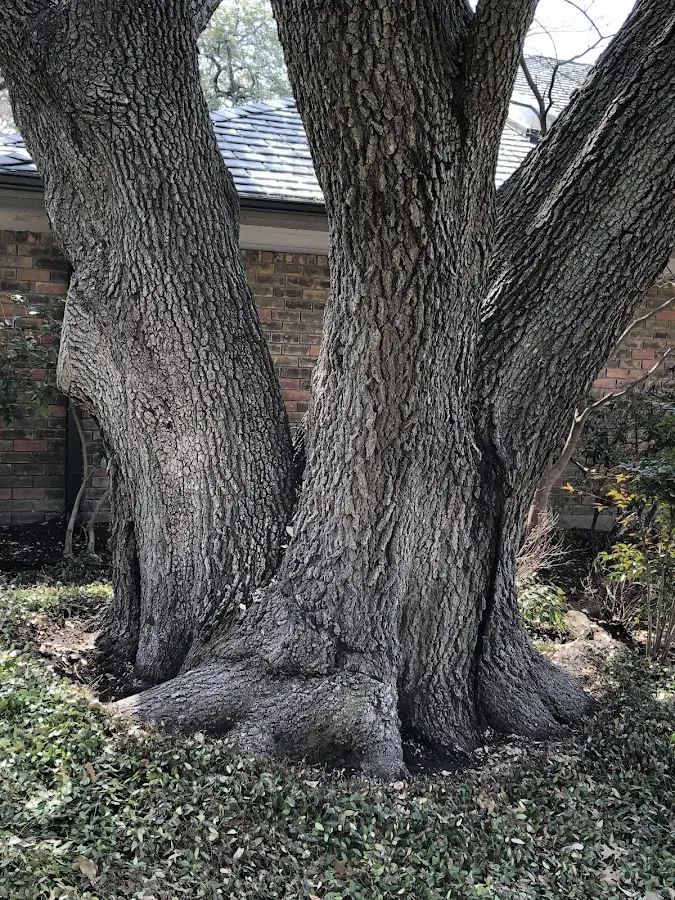 Mature heritage tree close to a Wolfcreek property cared for by certified arborists